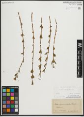 Foto von Salix purpurea L.